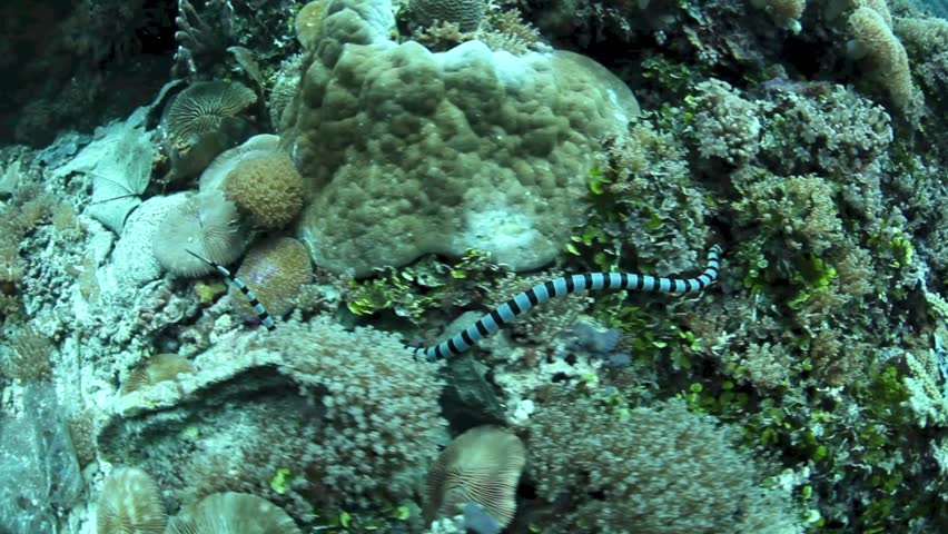 A Banded sea snake (Laticauda colubrina) hunts for small fish on a reef in the