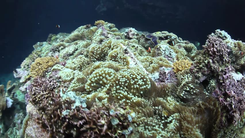 A field of anemones thrive on a coral reef in the Solomon Islands.  This region