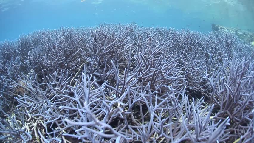 A field of rare blue staghorn corals grow on a reef in the Solomon Islands. 