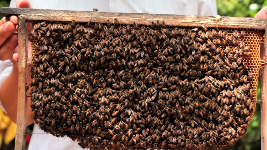 Hive. The bees in the apiary 