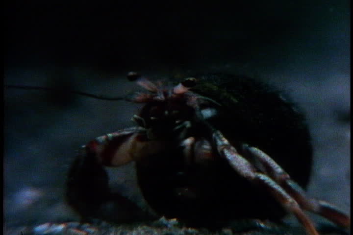 Hermit crab walks towards camera in Cape Cod, Massachusetts.