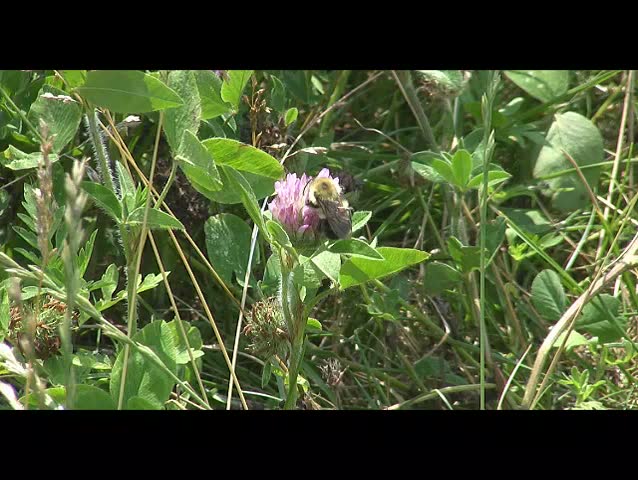 Bumblebee in slow motion in a flower