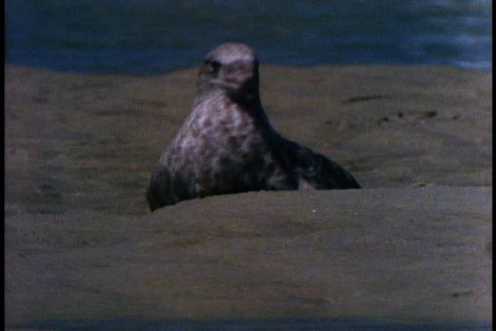 Seagull walking on beach, spreads its wings and shakes feathers in Cape Cod, Massachusetts.