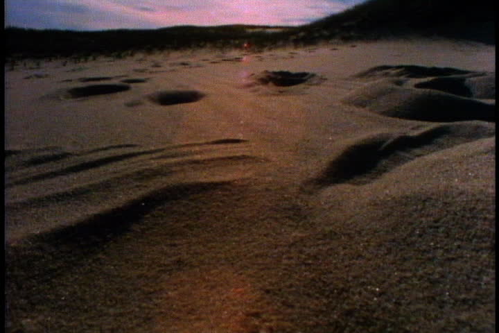 Baby turtle crawling down beach towards water in Cape Cod, Massachusetts.