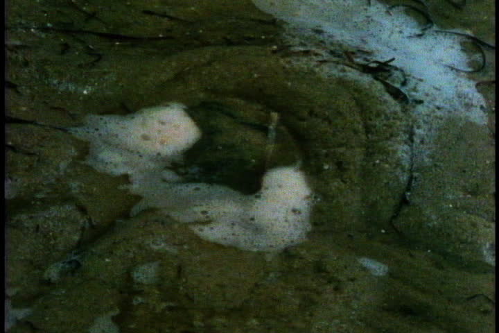Horseshoe crab burrowed in mud flat in Cape Cod, Massachusetts.