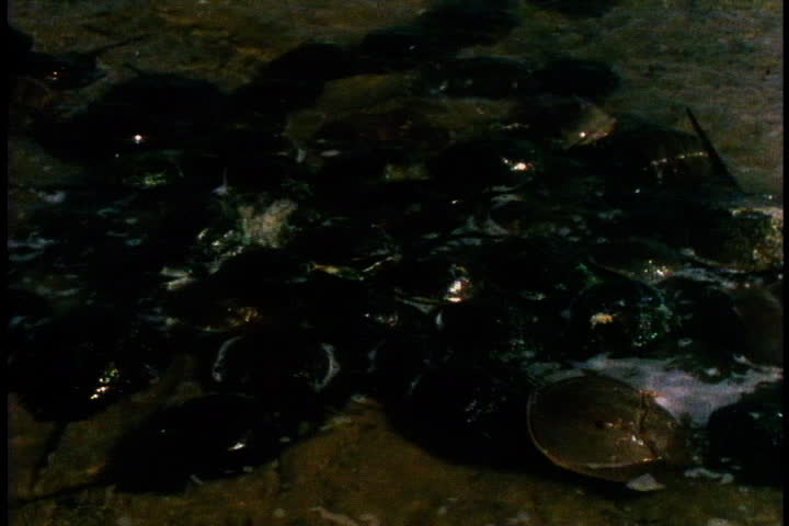 Cluster of horseshoe crabs in shallow water in mating season in Cape Cod, Massachusetts.