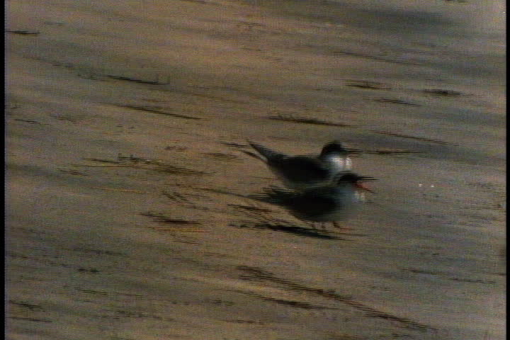 Terns walking on wet sand, one has a fish in its beak in Cape Cod, Massachusetts.