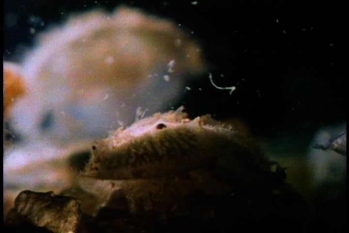 Cluster of newly hatched and hatching baby horseshoe crabs in Cape Cod, Massachusetts.