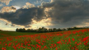 Sunset over poppies fields, high dynamic range time lapse clip