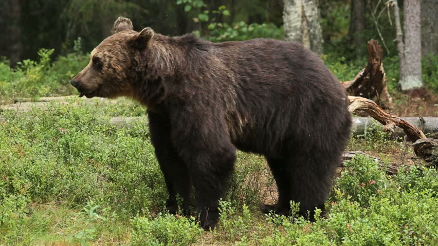 Brown Bear walking in forest feeding on black berry