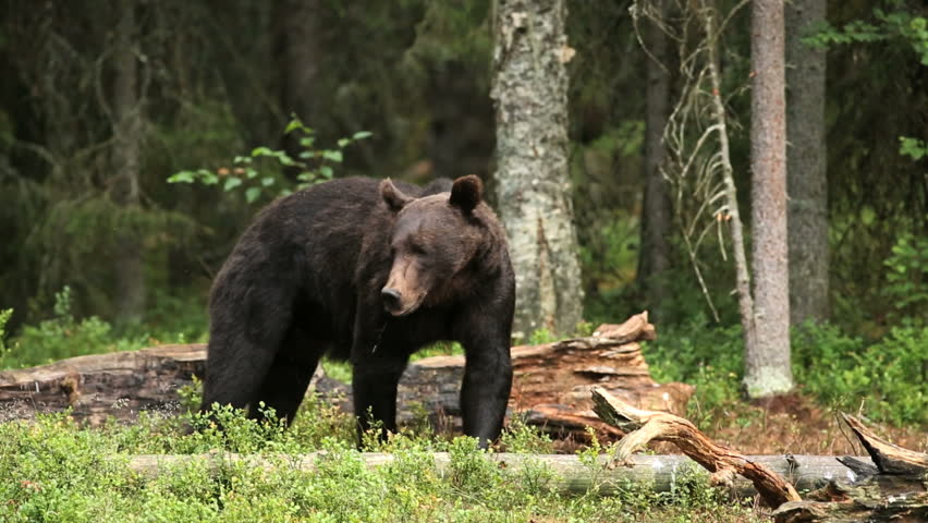 Brown Bear walking in forest
