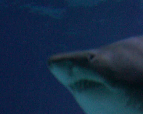 Shark closeup 