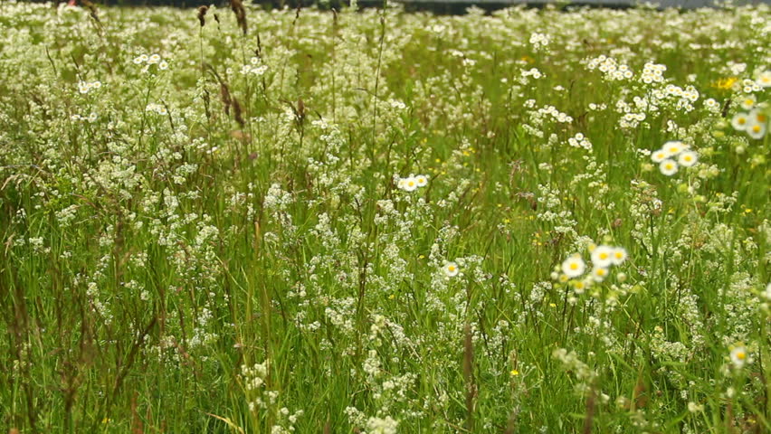 Field flowers background