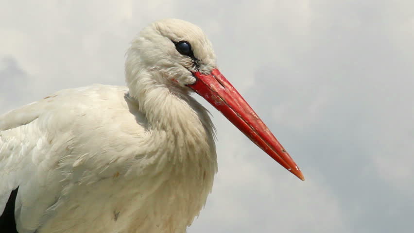 Stork close up shot, orange beak, white fur on wind