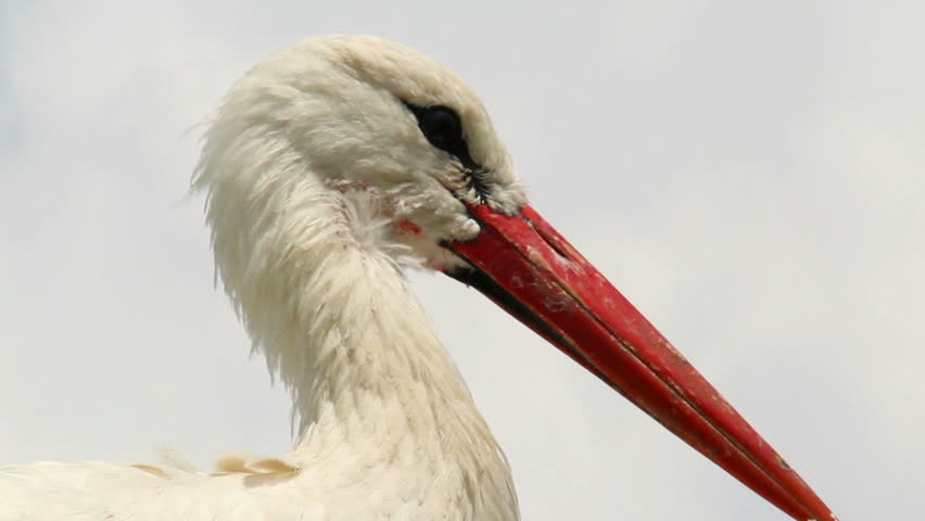 Stork from legs to beak pan, closeup shot
