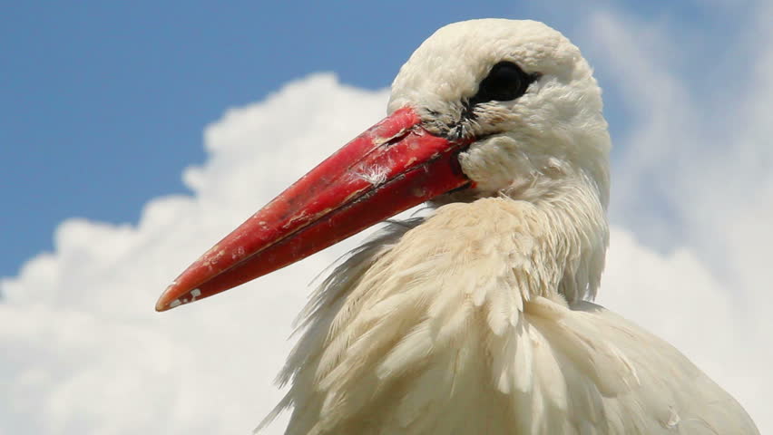 Stork head and beak close up shot. Cloudy background