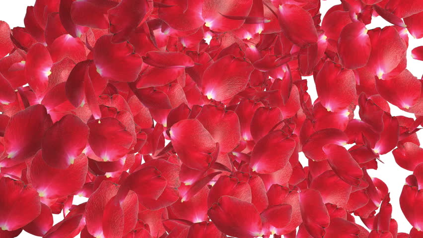 Rose petals Trasition, left to right, against white