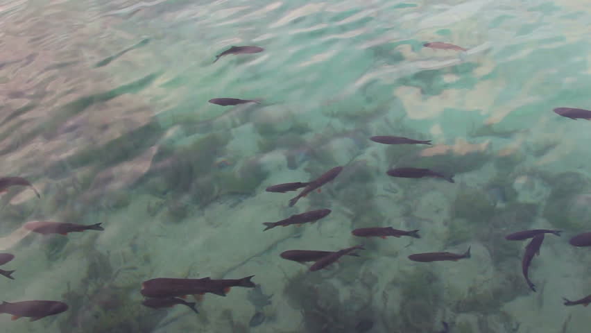 Fish in beautiful Lake, 