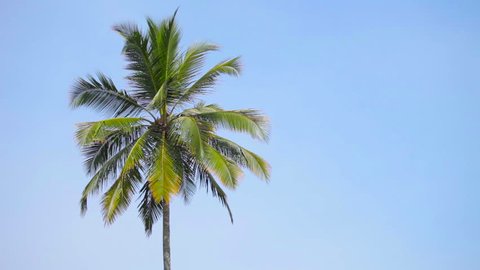 Video 1080p - Swaying palm tree against the blue sky