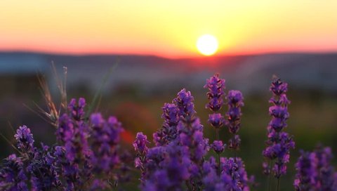 Closeup of lavender plants in a field at sunset