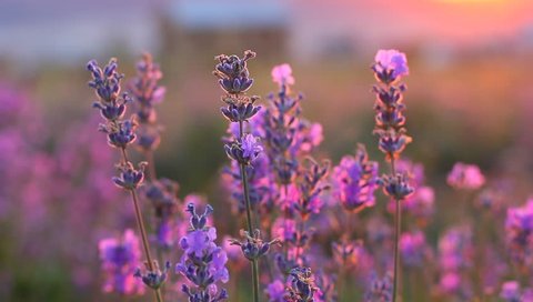lavender plants in a field at sunset