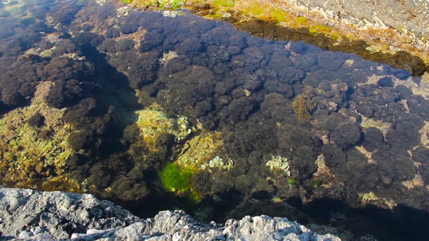 marine plants on the rocks filmed with slider