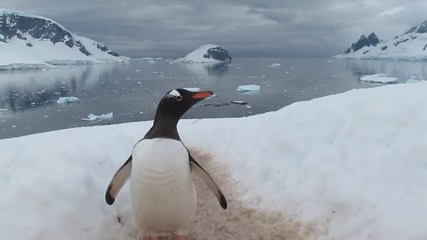 Penguin Highway in Antarctica