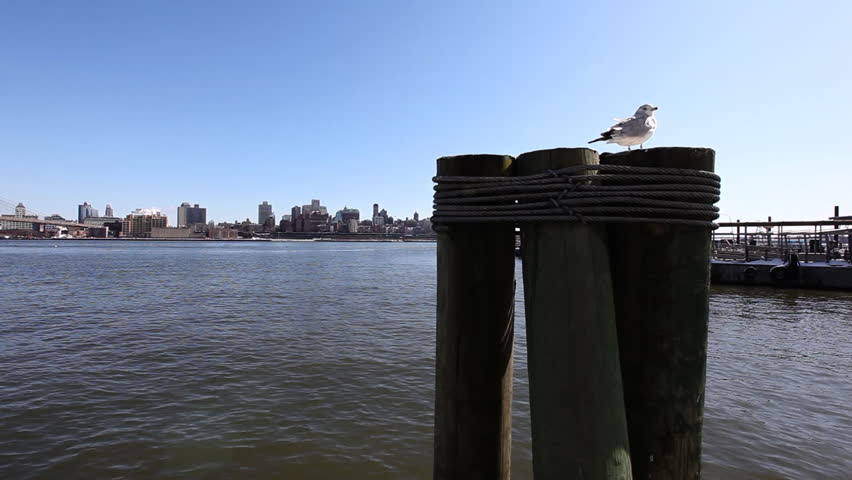 Dove sitting near water in front of New York City skyline / HD1080 / 29.97fps