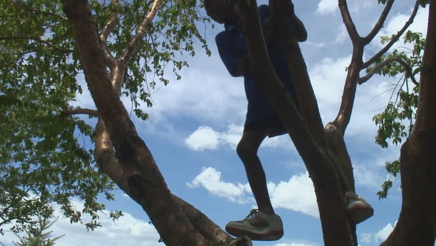 Boy plays in tree branches above camera in silhouette.