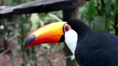 Exotic Toucan Bird In Natural Stockvideos Filmmaterial 100 Lizenzfrei Shutterstock