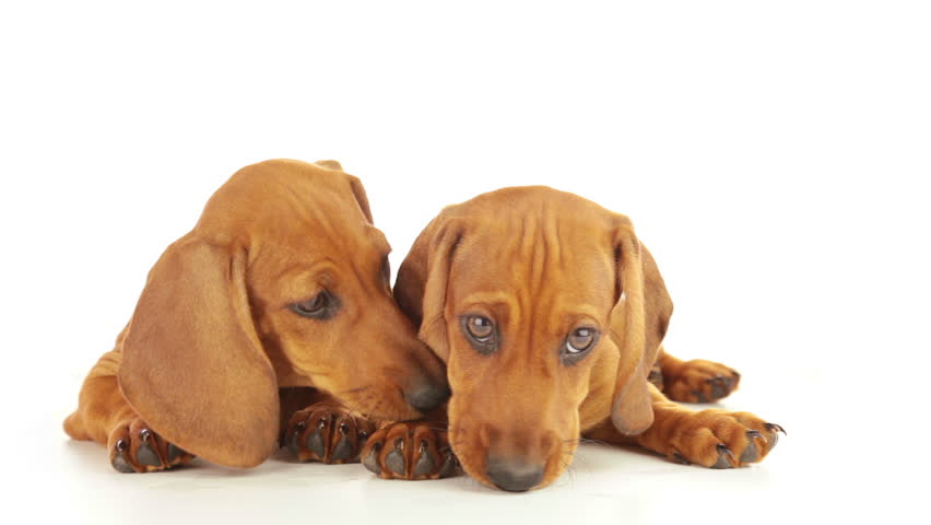 White background. A dachshund puppy licks face of another puppy
