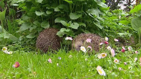 Pair of European Hedgehogs (Erinaceus europaeus) foraging in garden and undergrowth.