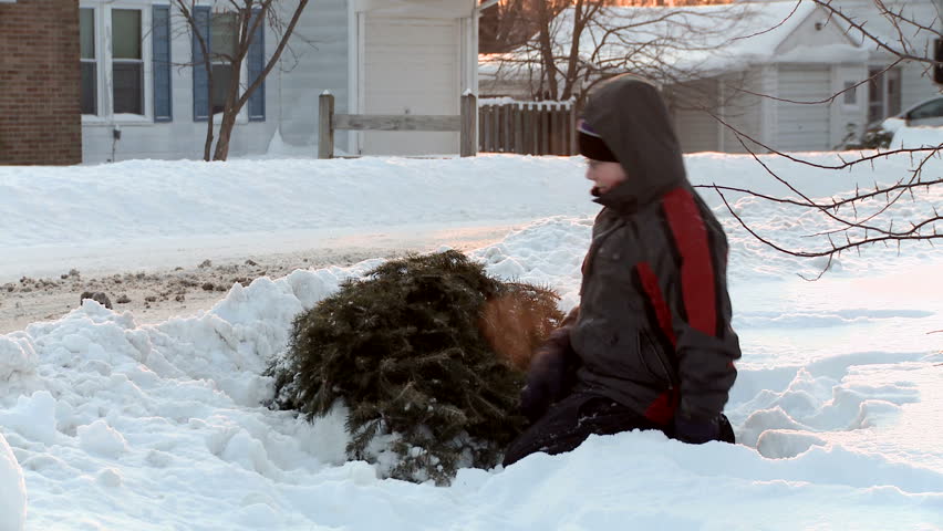Boy digs out a frozen Christmas Tree from under the snow.  Recorded at sunset.