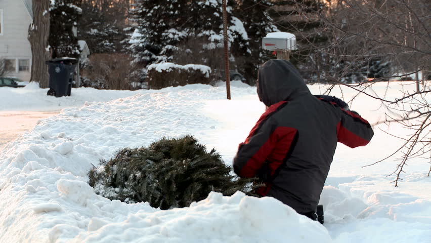 Boy digs out a frozen Christmas Tree from under the snow.  Recorded at sunset.