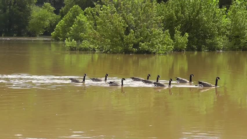 Amid Nature - A flock of Canada Geese glide across a rain swollen pond after heavy rains from a sudden summer thunderstorm caused a local river to overflow it