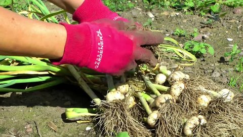 Gardener harvesting garlic