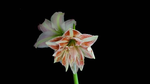 Timelapse of a special type of Amaryllis blooming on black background