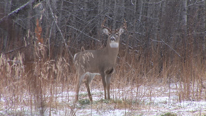 Whitetail Deer in Saskatchewan, Non-typical Buck in Snow.