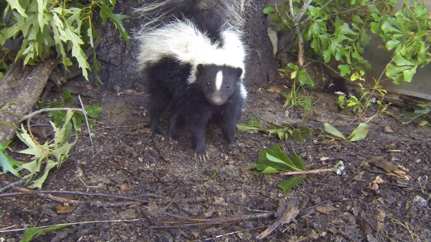 Skunk mother and baby