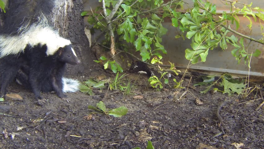 Skunk baby nursing its mother