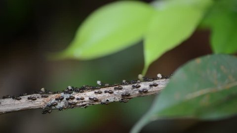 ants move the eggs, larvae and food of the colony to a new nest over a plant branch