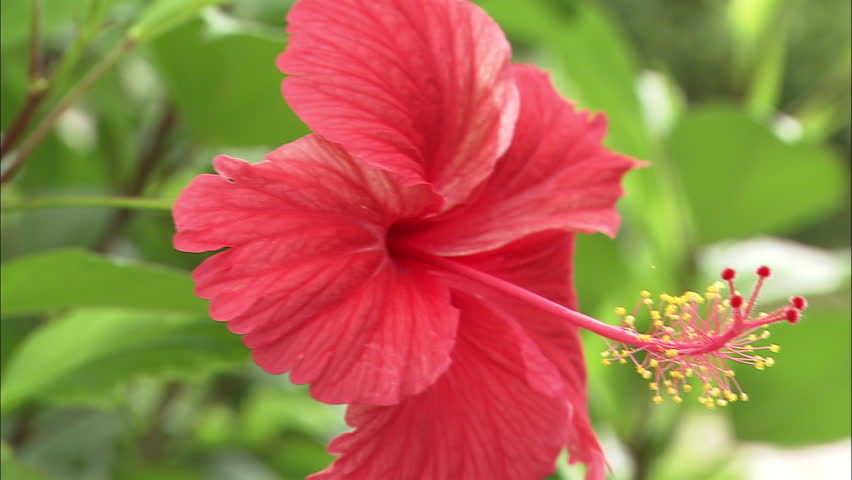 Close up of an exotic red wildflower in Guana