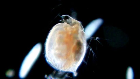Live crustacean (daphnia) movements under microscope, magnification 40X