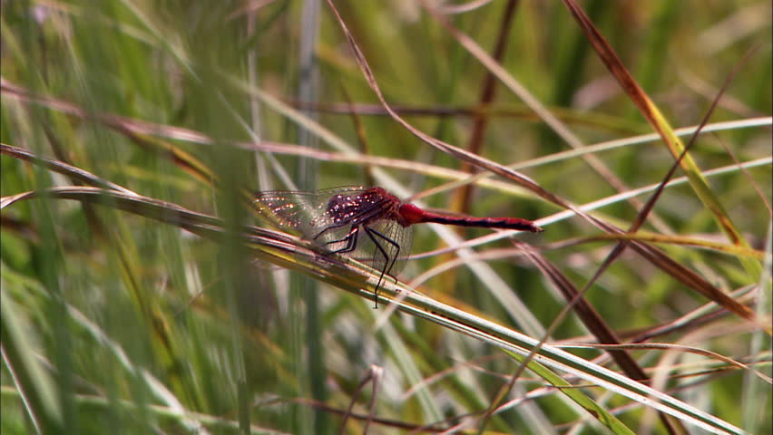 A dragonfly rests on a blade of grass in Grand Tetons National Park, Wyoming