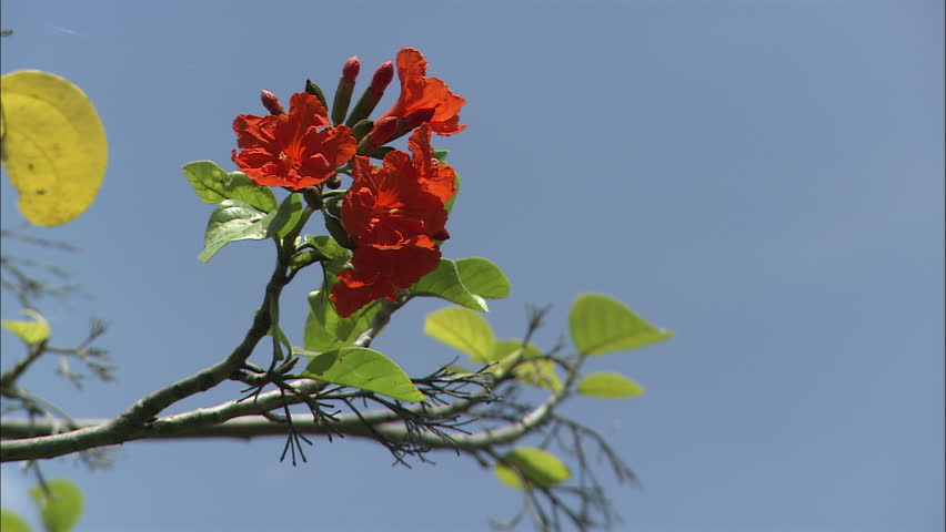 Beautiful red flowers against a bright blue tropical sky