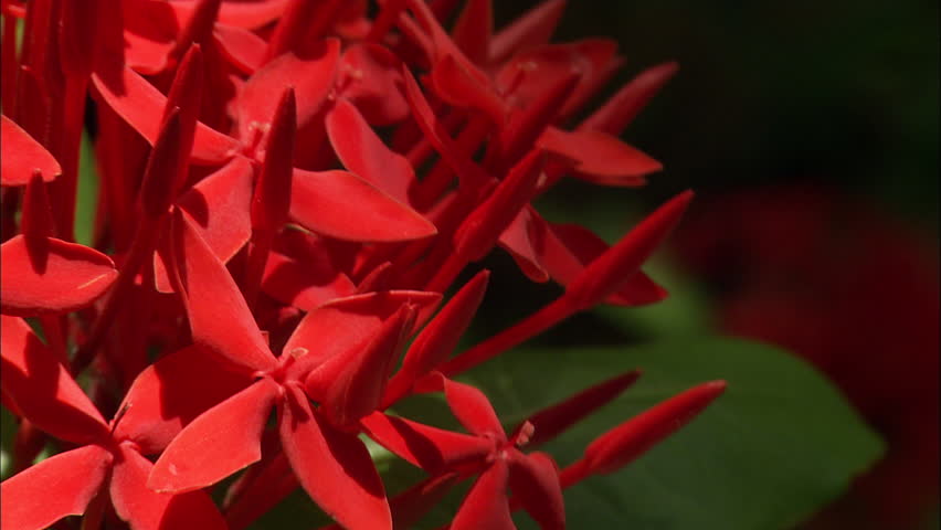 Extreme closeup view of a cluster of tropical red flowers