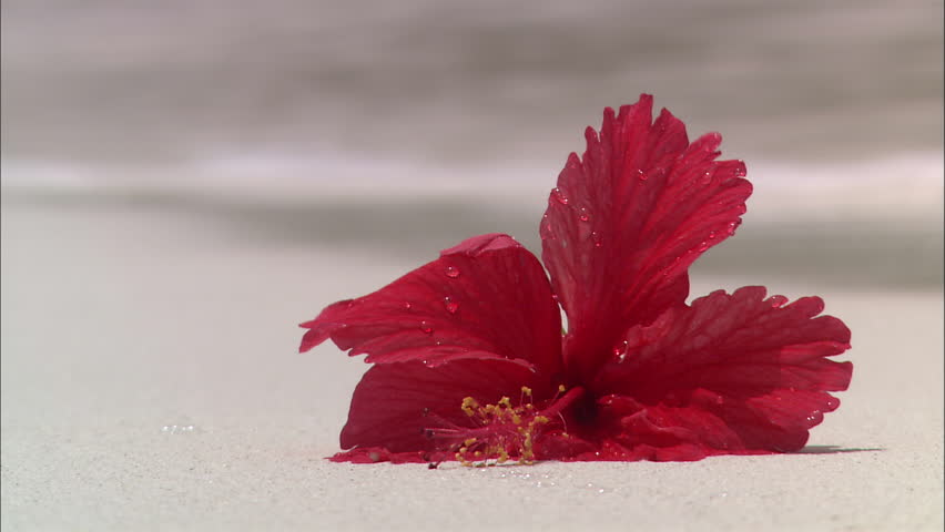 Tropical red flower left on the beach