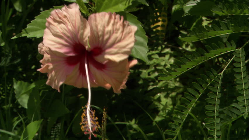 A beautiful tropical flower blows in the breeze on a Caribbean island