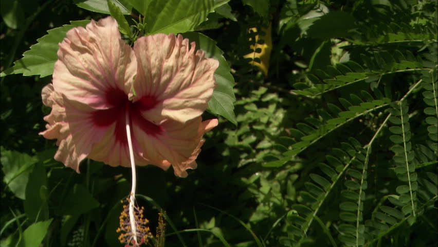 Panning view of a large tropical flower in the British Virgin Islands