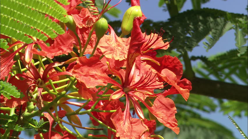 Intimate view of a cluster of red and orange tropical flowers in Guana